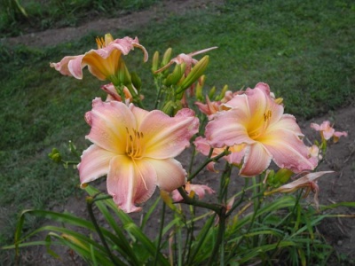 daylily blooms: ROSE RELIC (VT)
