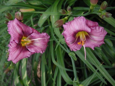 daylily blooms: SILOAM FINE ART