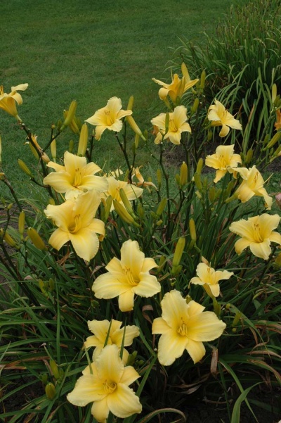 daylily blooms: SMUGGLER'S NOTCH (VT)