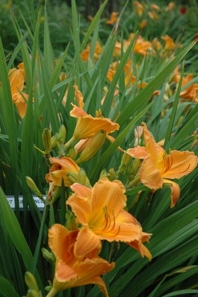 daylily blooms: SUBSTANCE (VT)