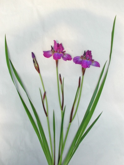 Iris siberica LITTLE TRICOLOR