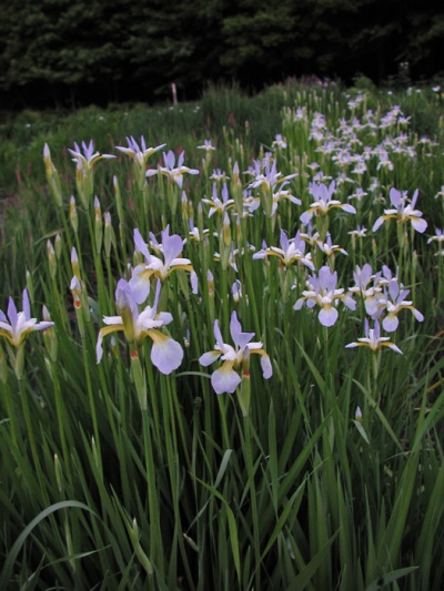Iris siberica PAPILLON