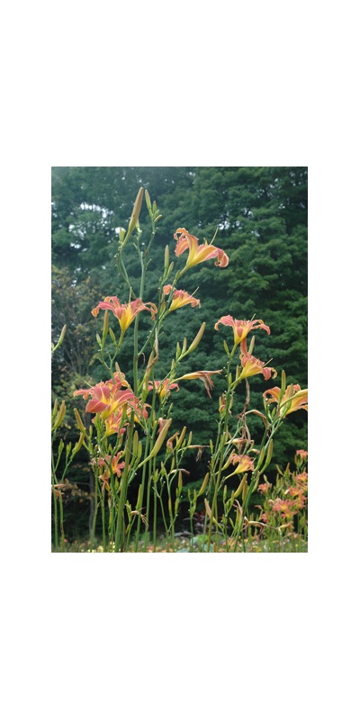 Daylily Clumps 2015: CHALLENGER