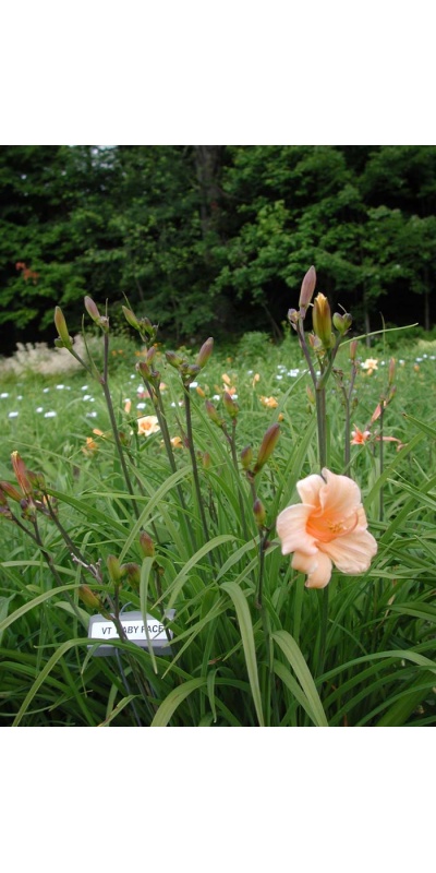 Daylily Clumps 2015: BABY FACE (VT)