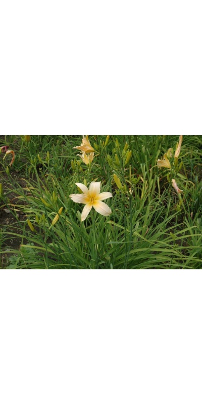 Daylily Scapes: scapes