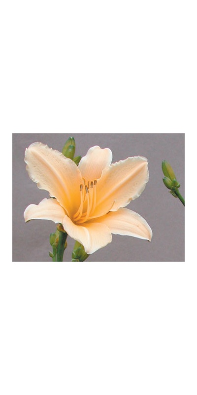 daylilies: YELLOW SIGHTS (VT)