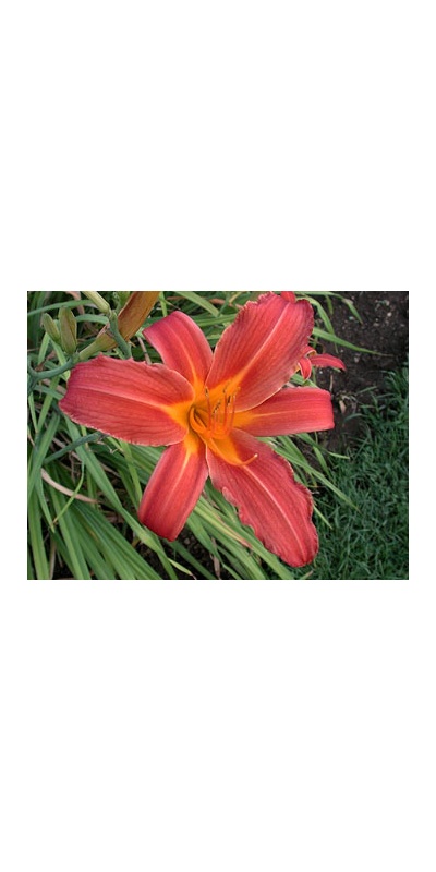 daylilies: CHRISTMAS RED (VT)
