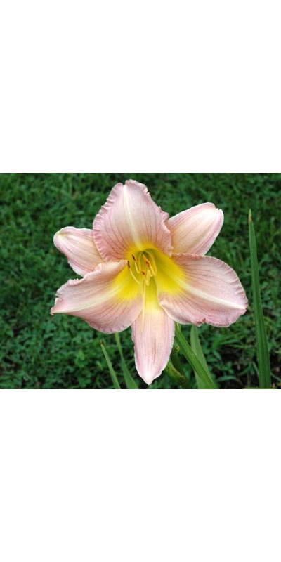 daylilies: ANNUAL APPEAL (VT)