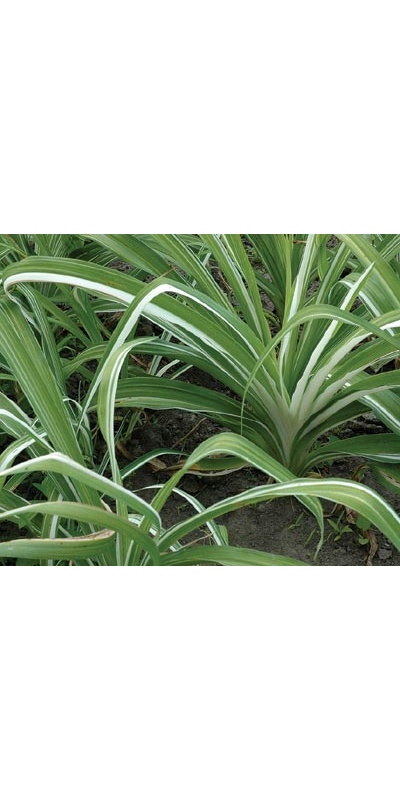 daylilies: H. fulva 'Kwanso' varieg.