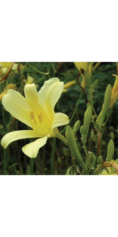 daylilies: H. citrina thunbergii