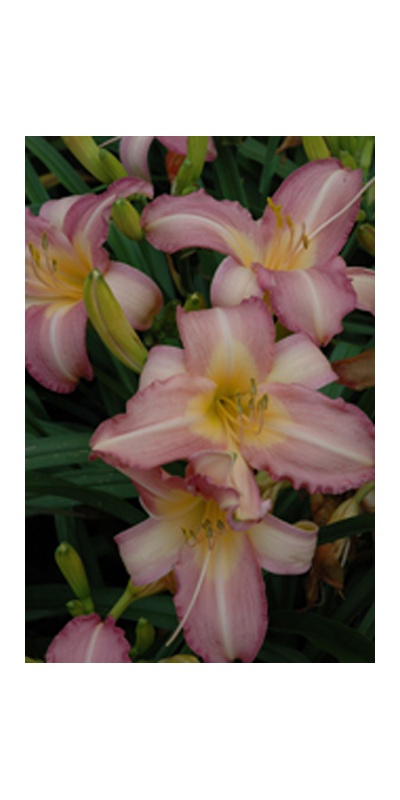 daylilies: OLALLIE ORCHID