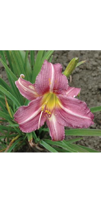 daylilies: SMALL LAVENDER (VT)