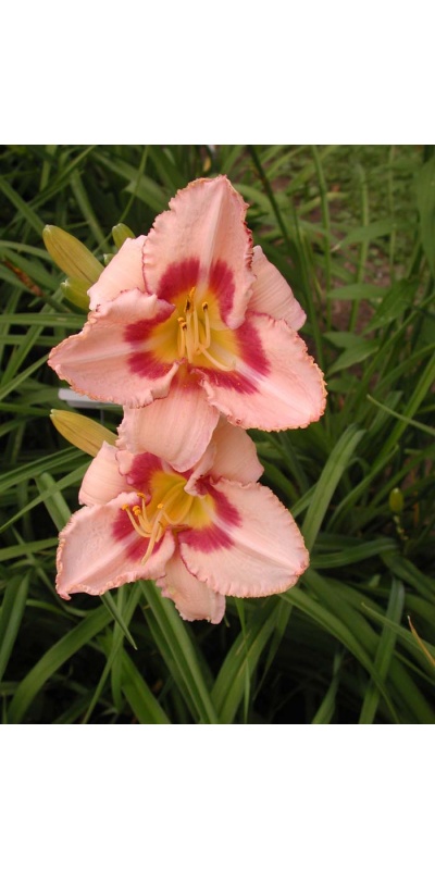 daylily blooms: WEBSTER LUPTON