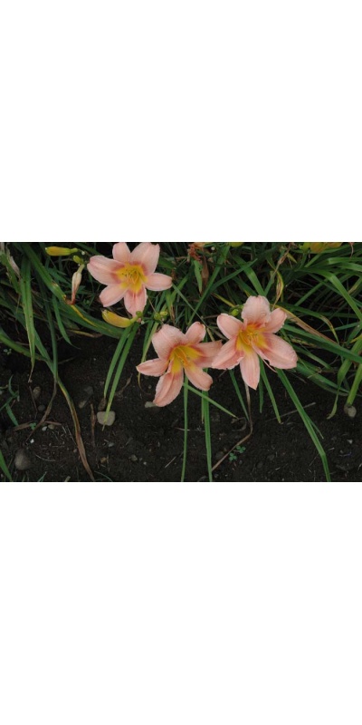 daylily blooms: WHILE AWAY (VT)