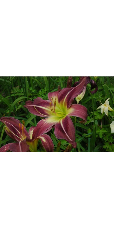 daylily blooms: STARMAN'S QUEST