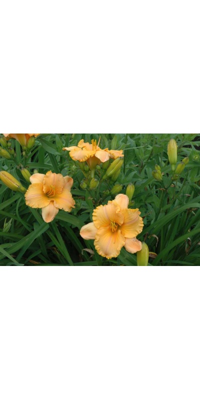 daylily blooms: PURE AND SIMPLE