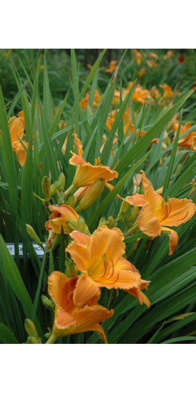 daylily blooms: SUBSTANCE (VT)