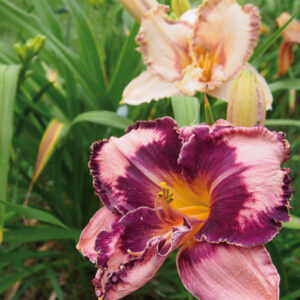 LEDGEWOOD'S PANSY EYE