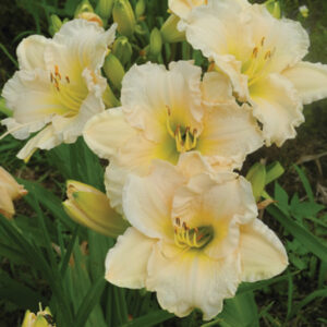 OLALLIE JOELLE JOLY BELLE (32-11)