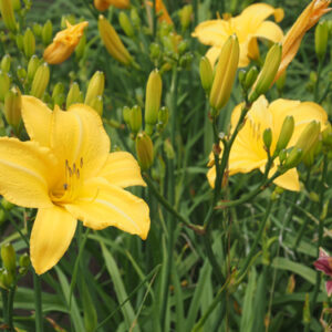OLALLIE GOLD