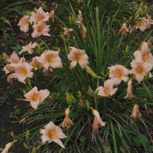 OLALLIE LITTLE PINKY (VT)