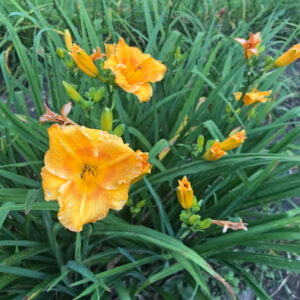 OLALLIE PETITE