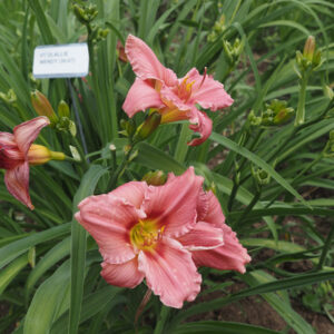 OLALLIE WENDY (30-07) (VT)
