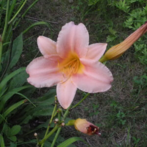 OLALLIE CARMELLA ROSE (137-21)