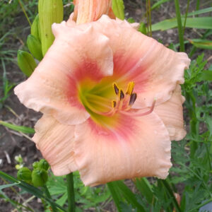 OLALLIE BEATRIZ (10-07)