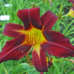 OLALLIE DANCING WITH JOY (12-13)
