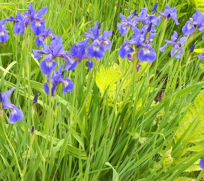 Iris siberica S-4-6-02 (VT)