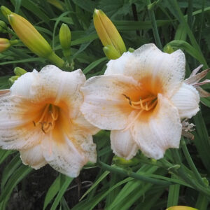 OLALLIE NORMA BENTLEY (142-21)