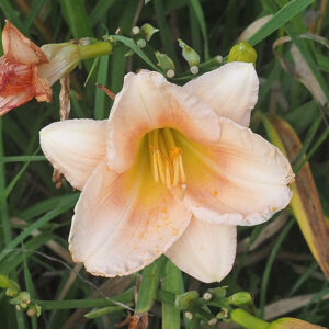 OLALLIE PHOEBE'S JOY (148-21)