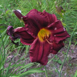 OLALLIE HENSON SCHOPPA (159-21)