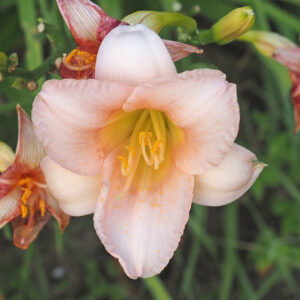 OLALLIE NORAH CATHERINE (163-21)