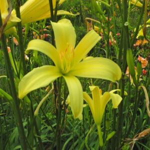OLALLIE RADIANT ROCHELLE (193-21)