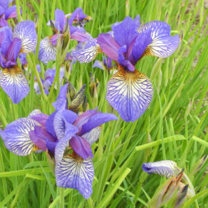 Iris siberica FROSTED CRANBERRY
