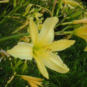 OLALLIE HEATHER LEE (198-21)