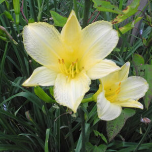 OLALLIE GWENYTH ANN (199-21)