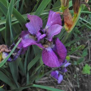 Iris  2-8-10-19