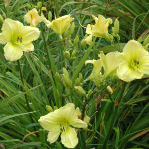 OLALLIE ELIZA JOY (2007-1) (VT)