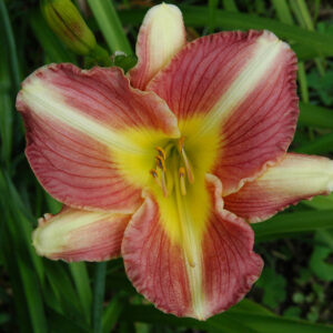 OLALLIE MAUREEN'S GARDEN (2007-2) (VT)