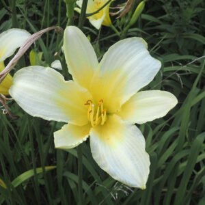 OLALLIE YOUNG LADY (206-21)