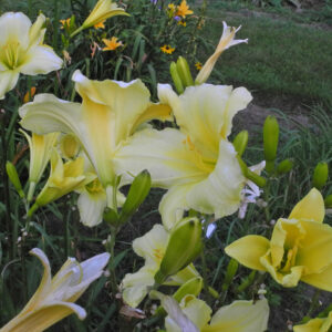 OLALLIE SUSAN'S SUMMER NIGHT (215-21)