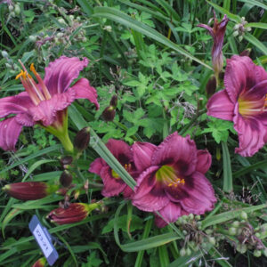 OLALLIE SETH'S MELODY (223-21)