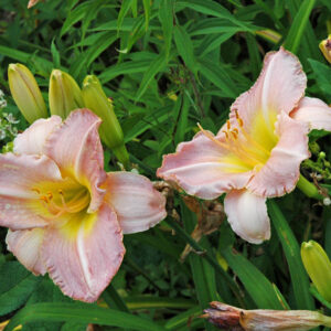 OLALLIE RITA (14-11)
