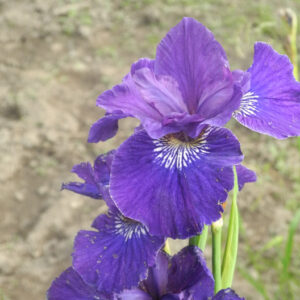 Iris siberica Unknown from Clay Bed