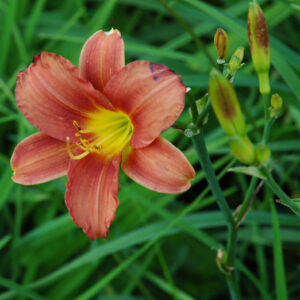 OLALLIE PAULA JEAN (4-09)