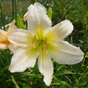 OLALLIE ANNETTE (23-11) (VT)