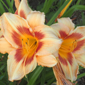 OLALLIE MICHELE'S GARDEN MEME (235-21)